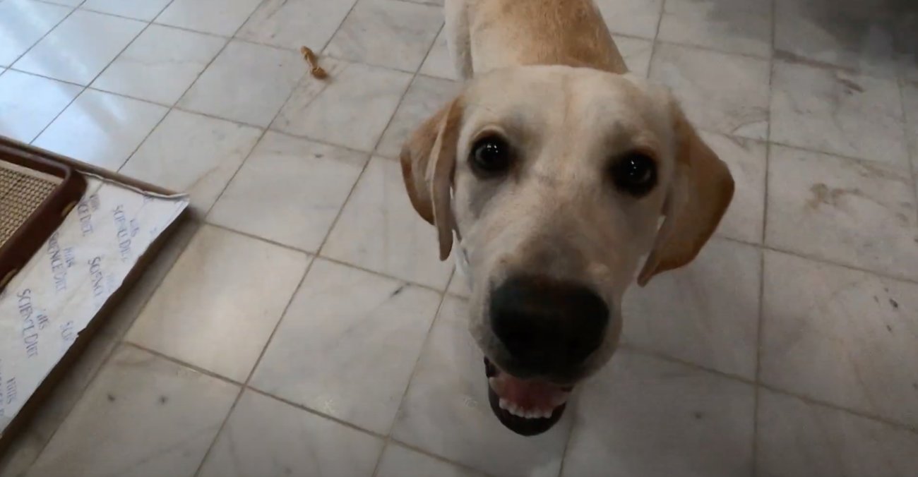 ラブラドールレトリーバー,動画