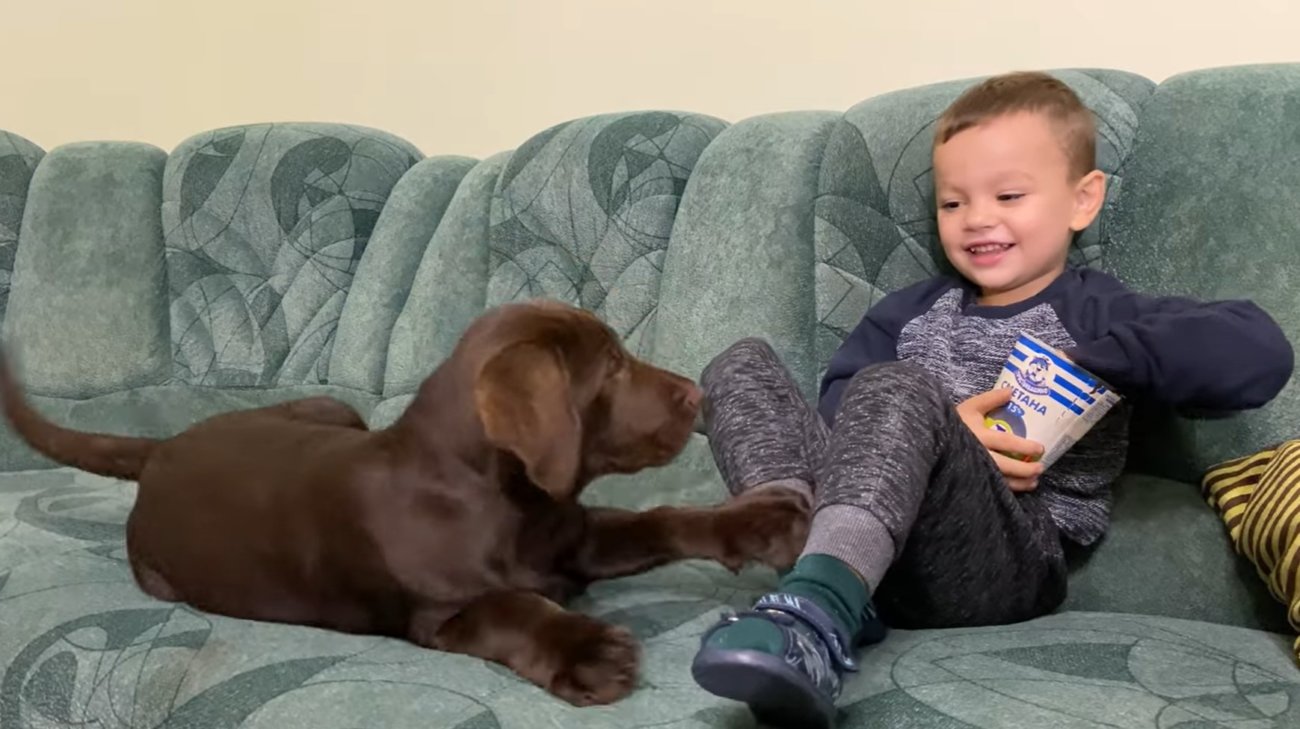 ラブラドールレトリーバー,動画