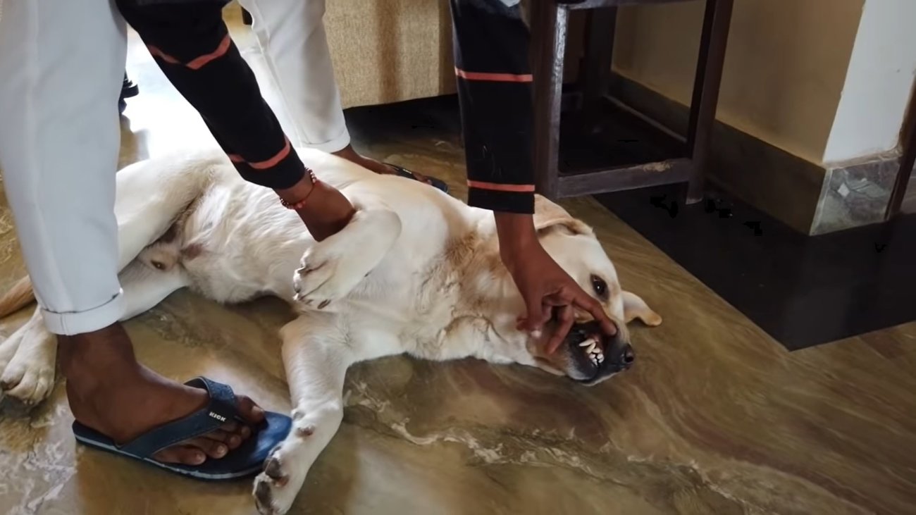 ラブラドールレトリーバー,動画