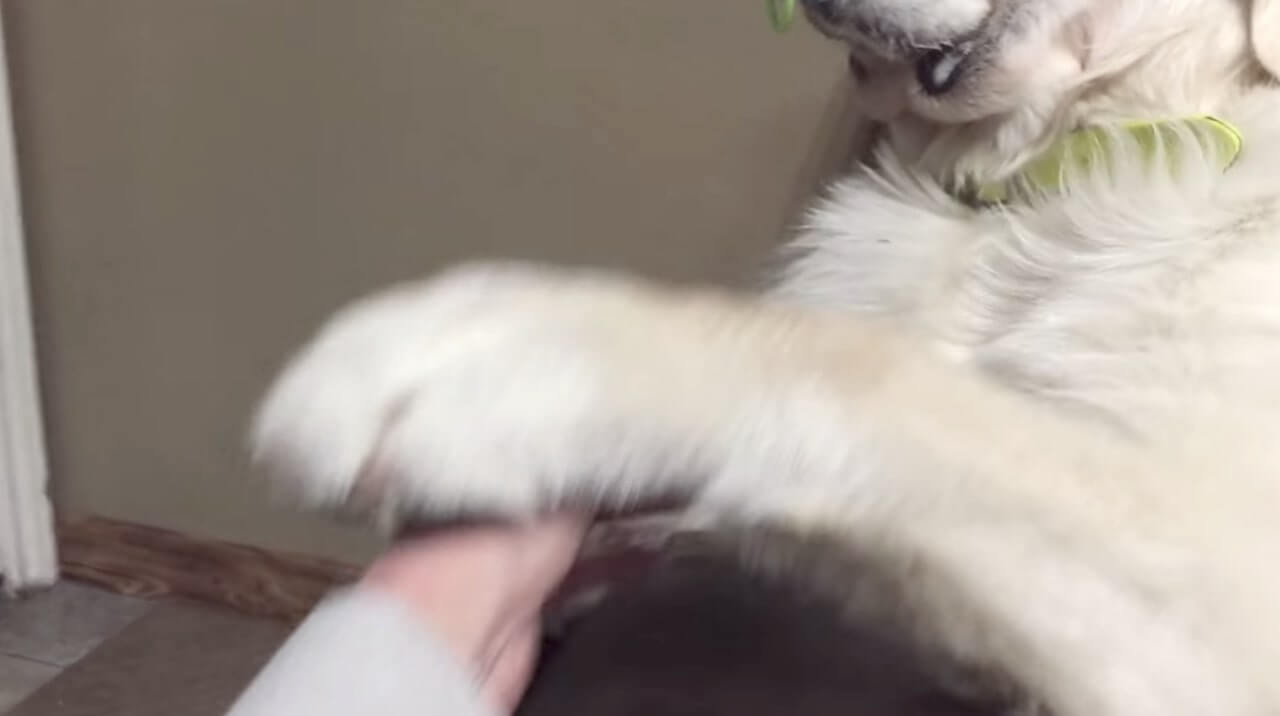 ゴールデンレトリーバー,動画