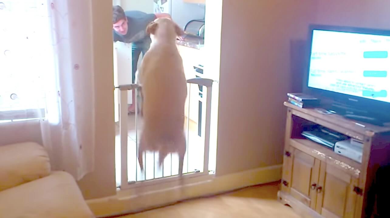 ラブラドールレトリーバー,動画