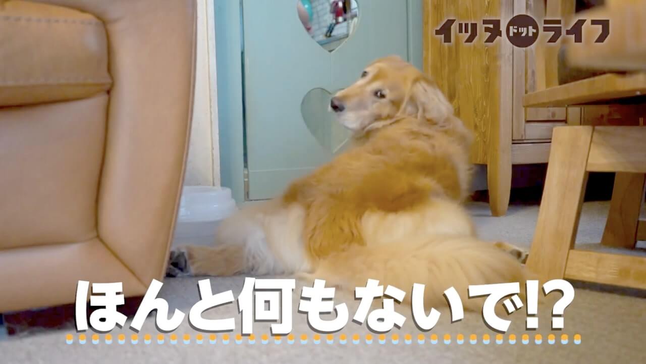 ゴールデン,動画,イッヌドットライフ