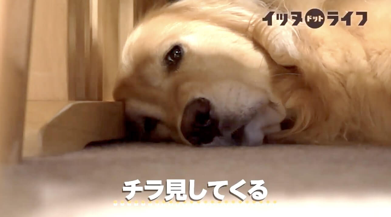 ゴールデン,動画,イッヌドットライフ