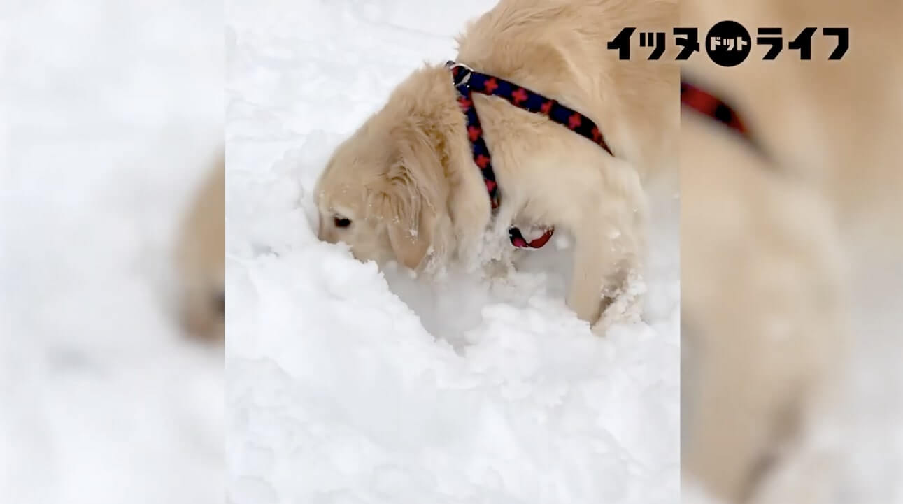 ゴールデン,動画,イッヌドットライフ