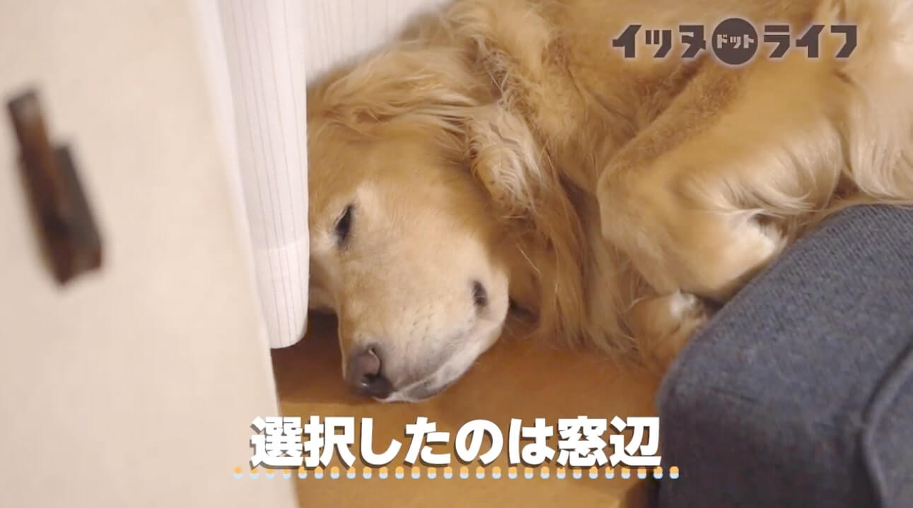 ゴールデン,動画,イッヌドットライフ