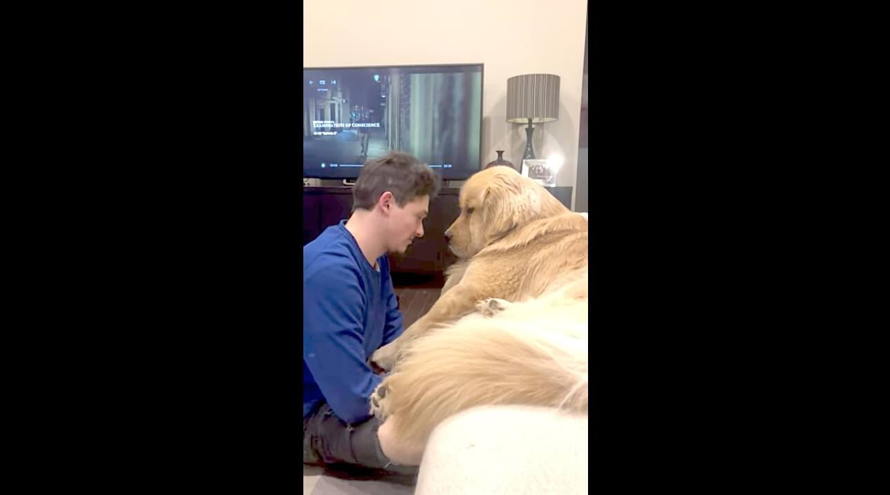 ゴールデンレトリーバー,動画