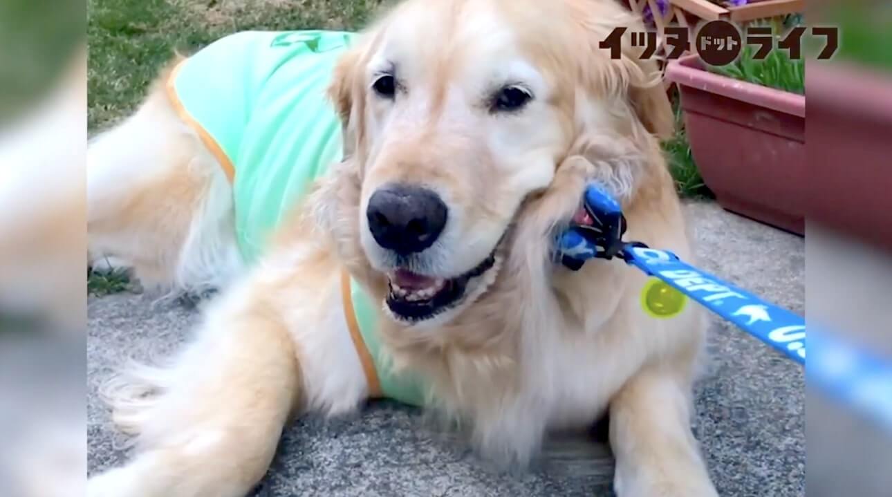 ゴールデン,動画,イッヌドットライフ
