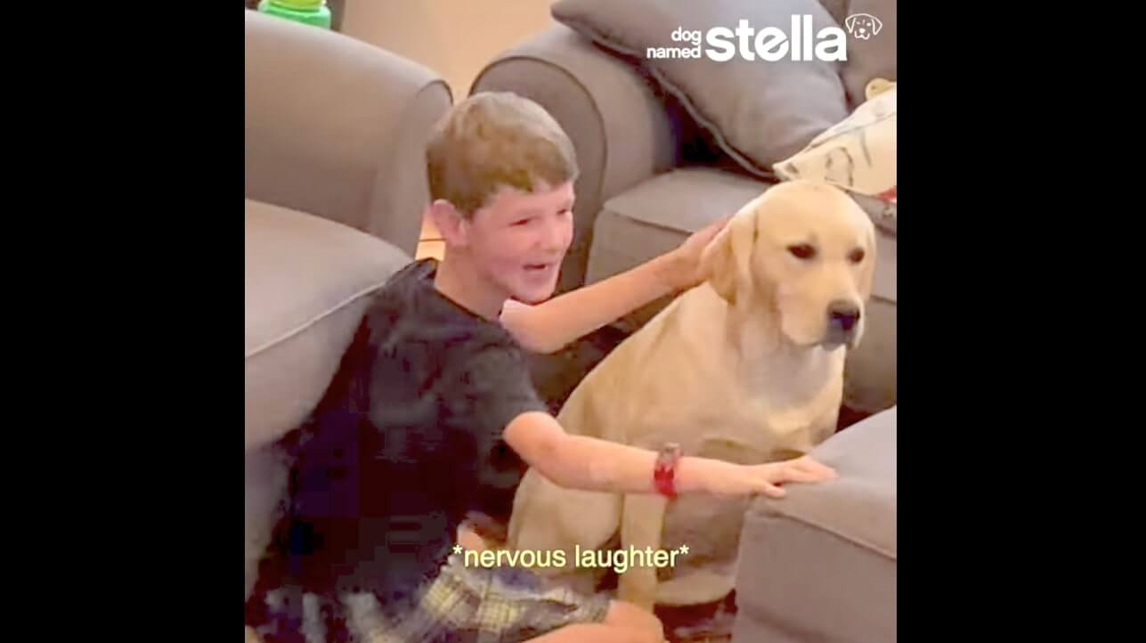 ラブラドールレトリーバー,動画