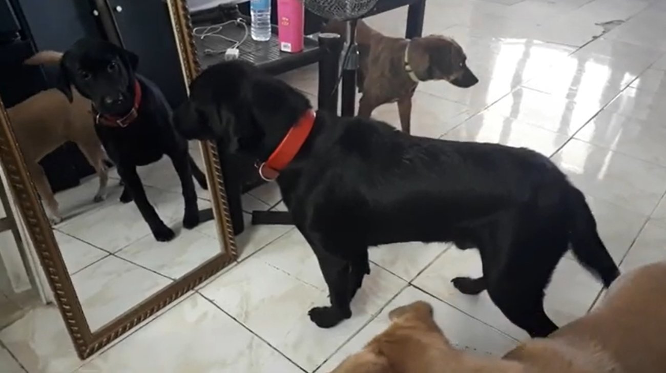 ラブラドールレトリーバー,動画