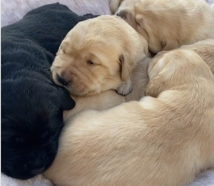 ラブラドールレトリーバー,動画