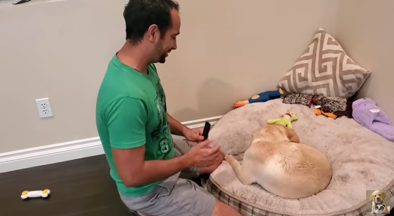 ラブラドールレトリーバー,動画