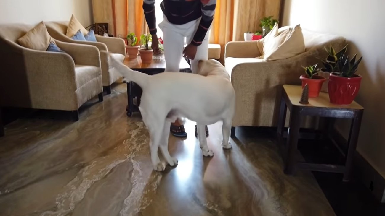 ラブラドールレトリーバー,動画