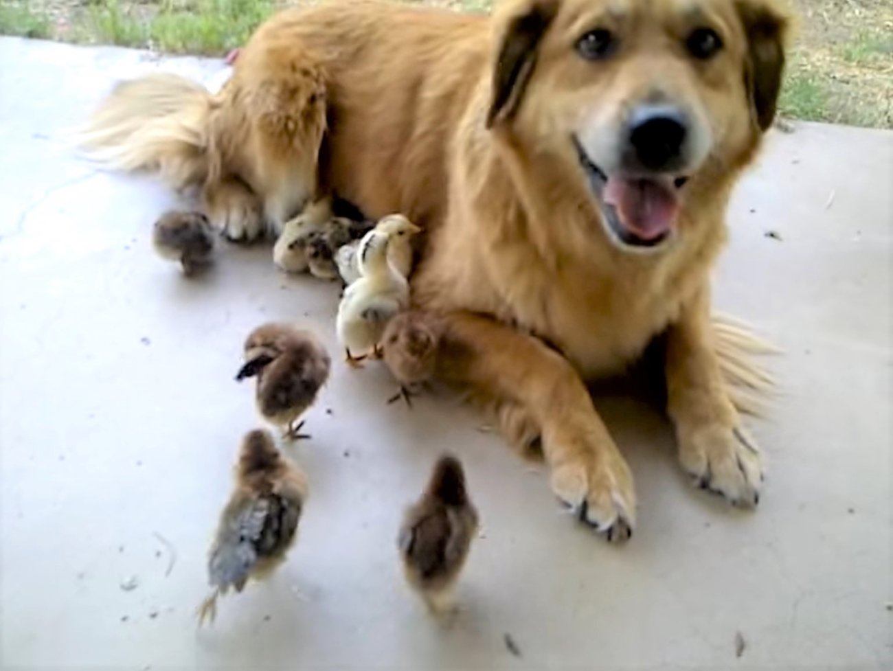 ゴールデンレトリーバー,動画