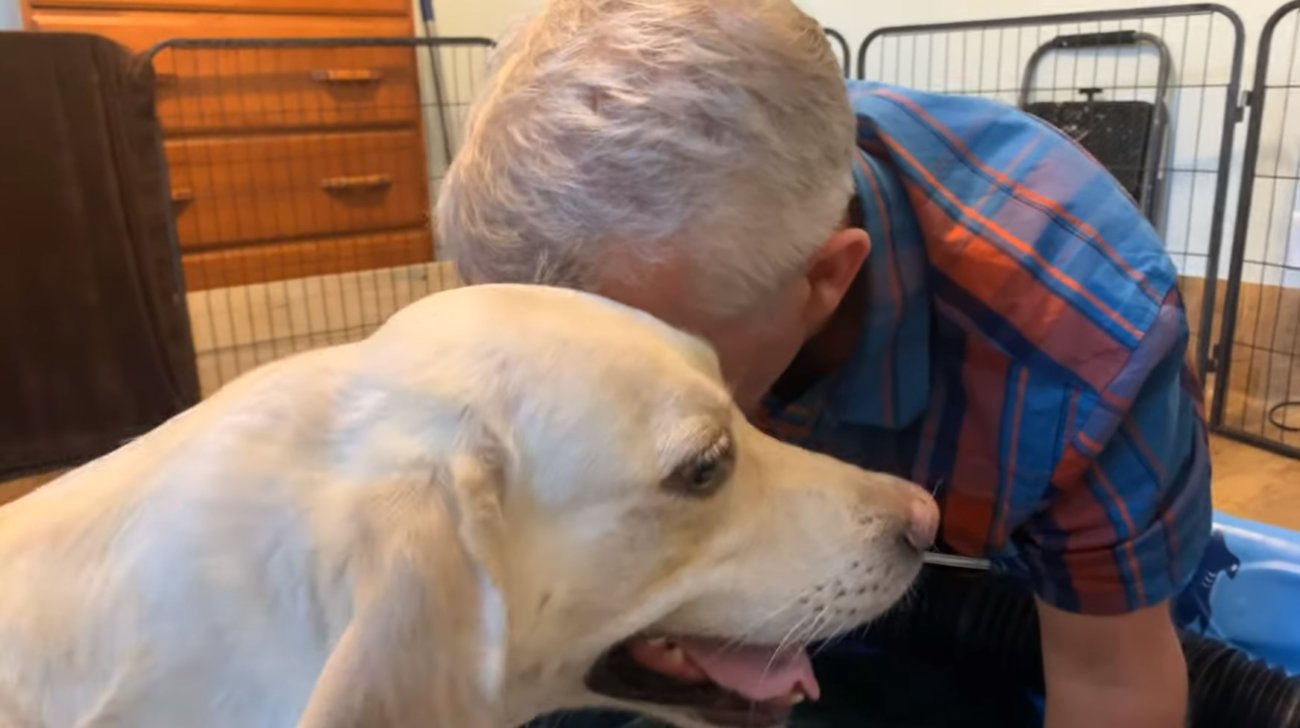 ラブラドールレトリーバー,動画