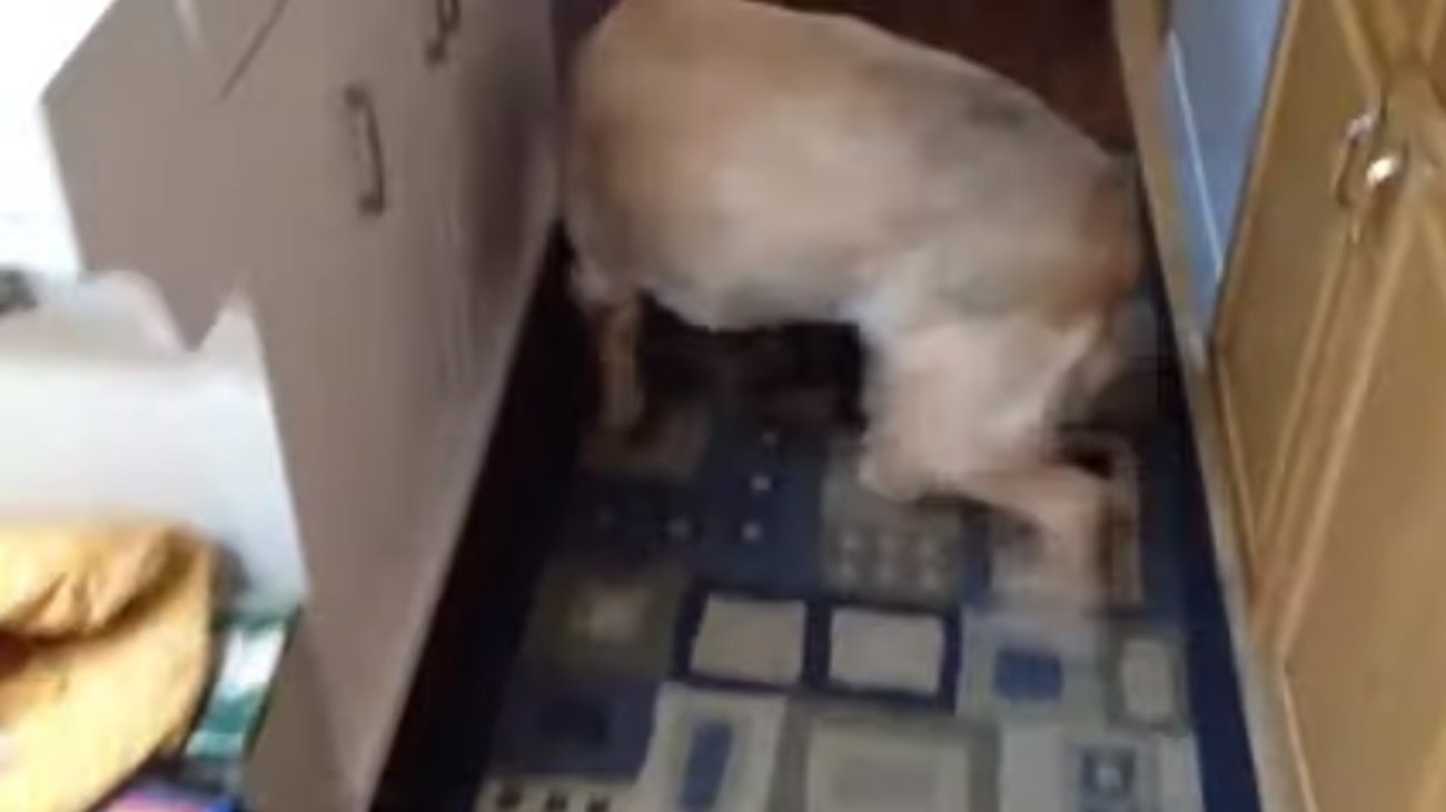 ゴールデンレトリーバー,動画