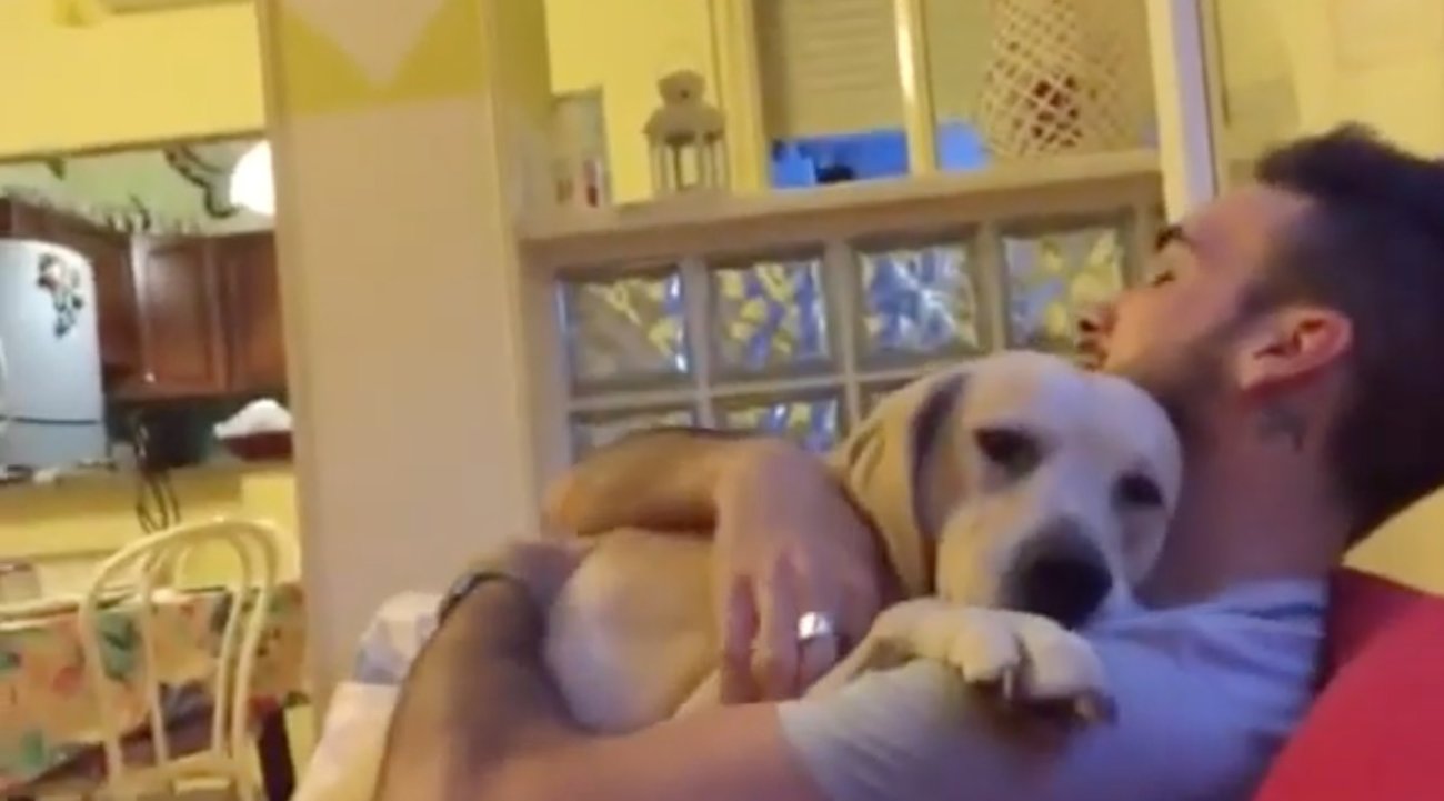 ラブラドールレトリーバー,動画