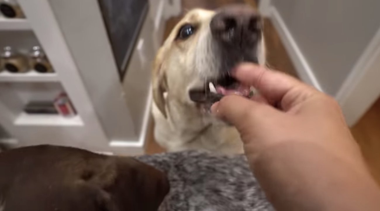 ラブラドールレトリーバー,動画