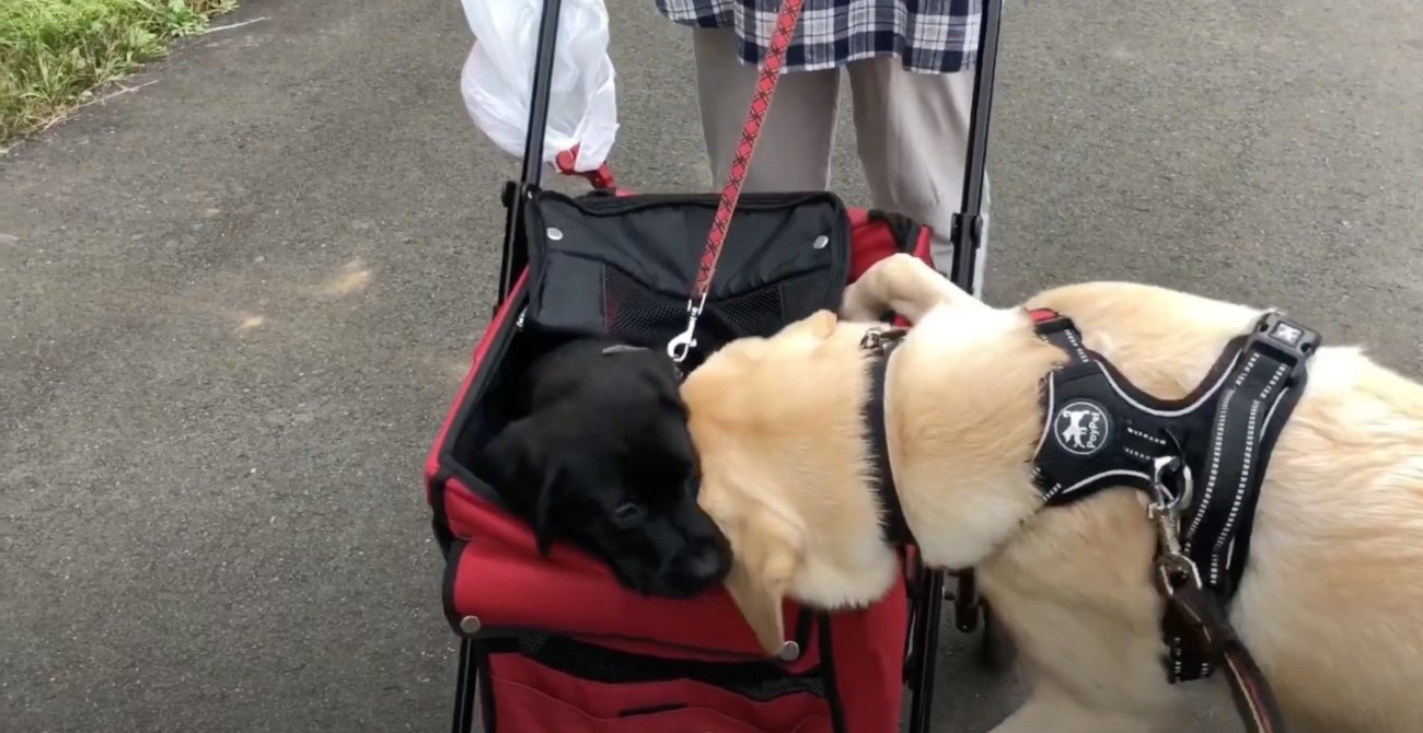 ラブラドールレトリーバー,動画