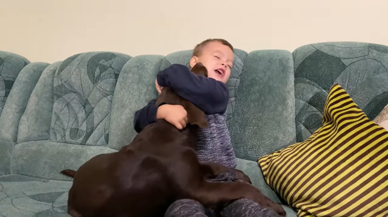 ラブラドールレトリーバー,動画