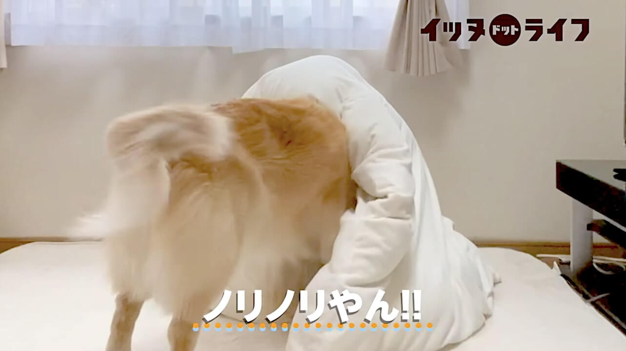 ゴールデン,動画,イッヌドットライフ