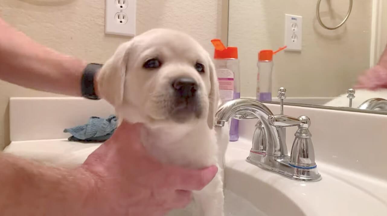 ラブラドールレトリーバー,動画