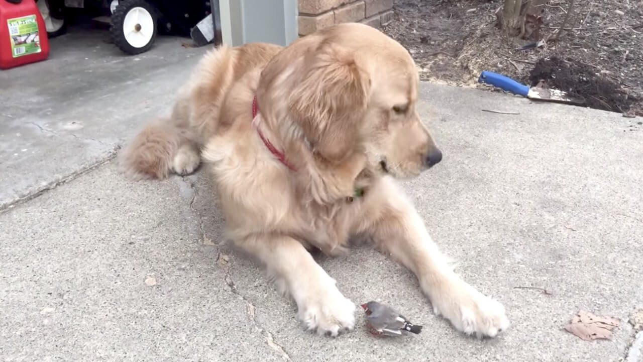 ゴールデンレトリーバー,動画