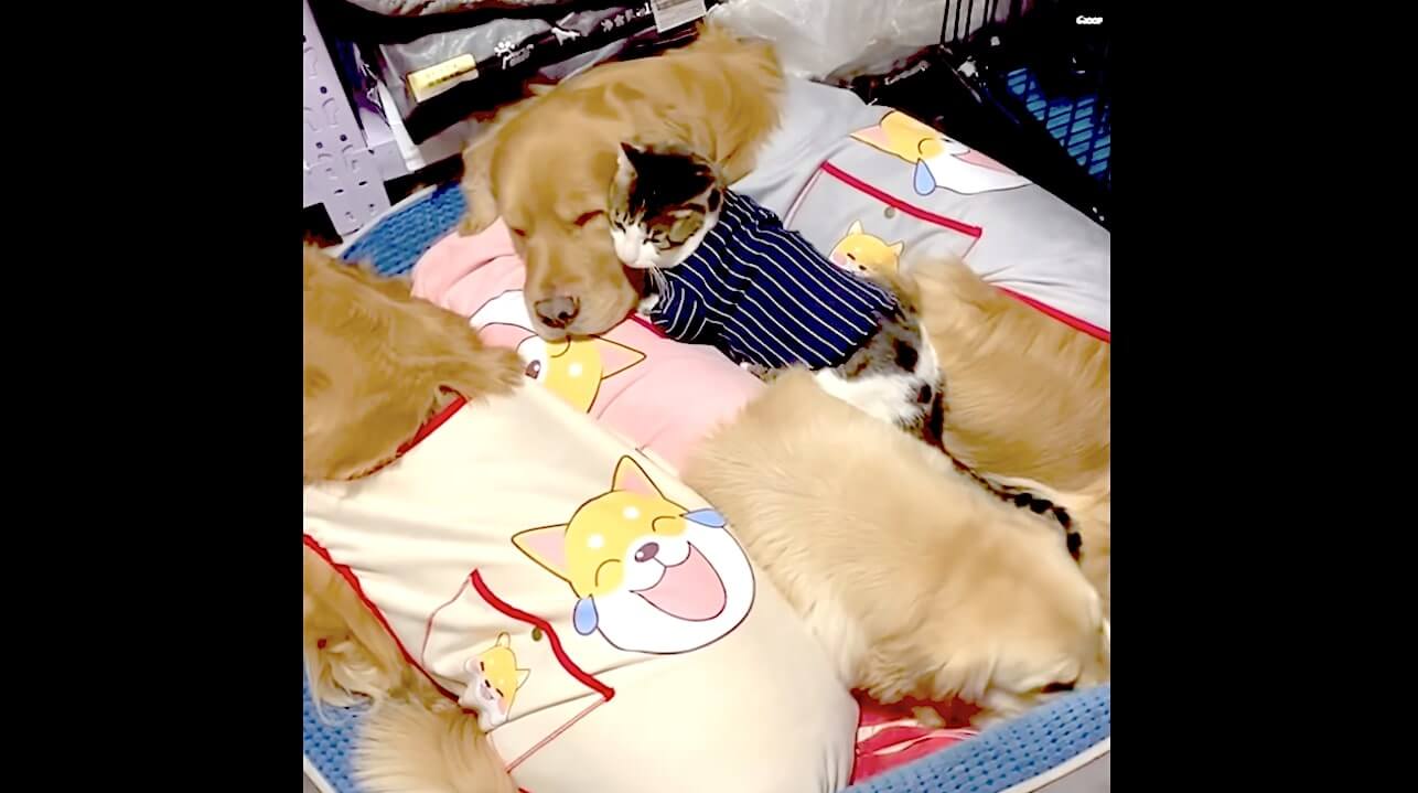 ゴールデンレトリーバー,動画