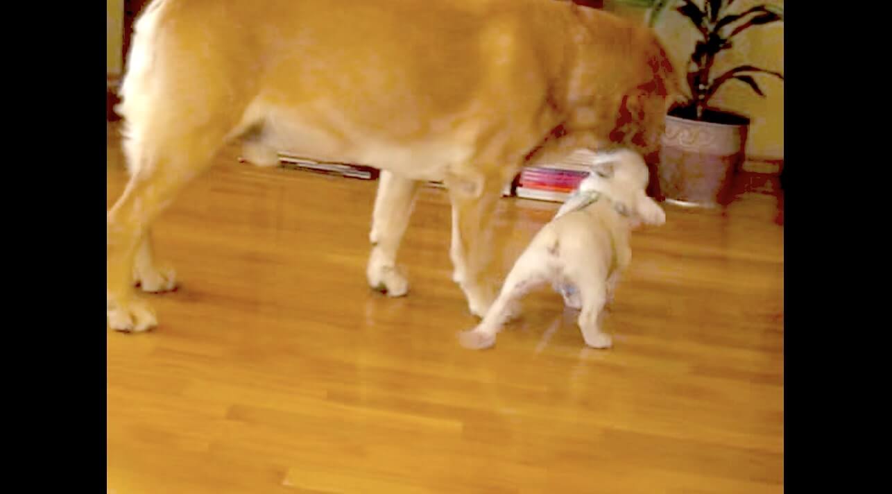 ラブラドールレトリーバー,動画