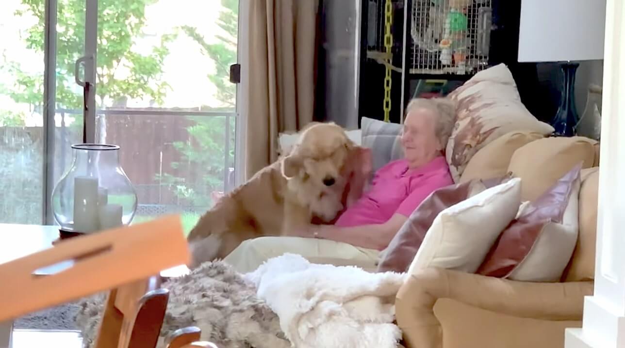 ゴールデンレトリーバー,動画