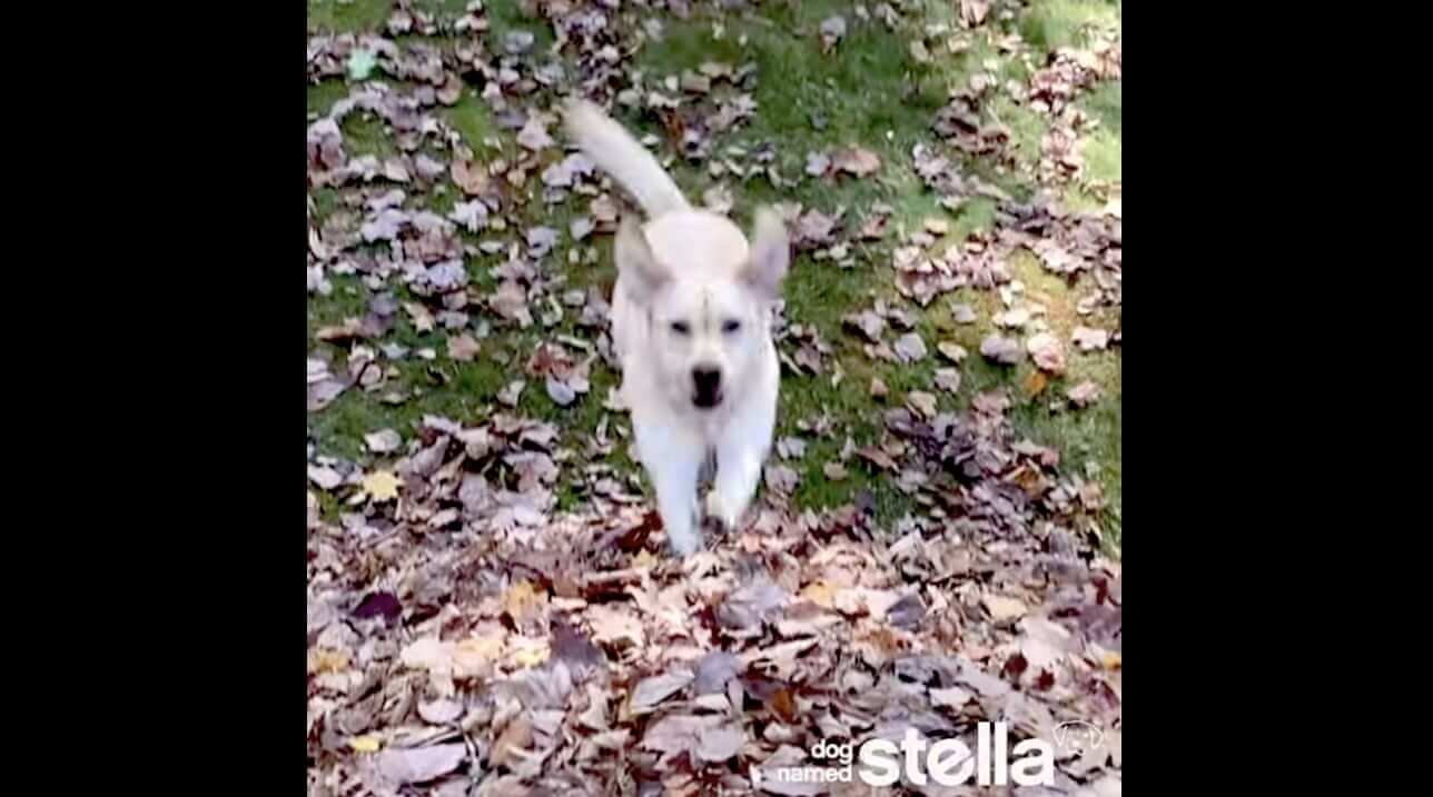 ラブラドールレトリーバー,動画