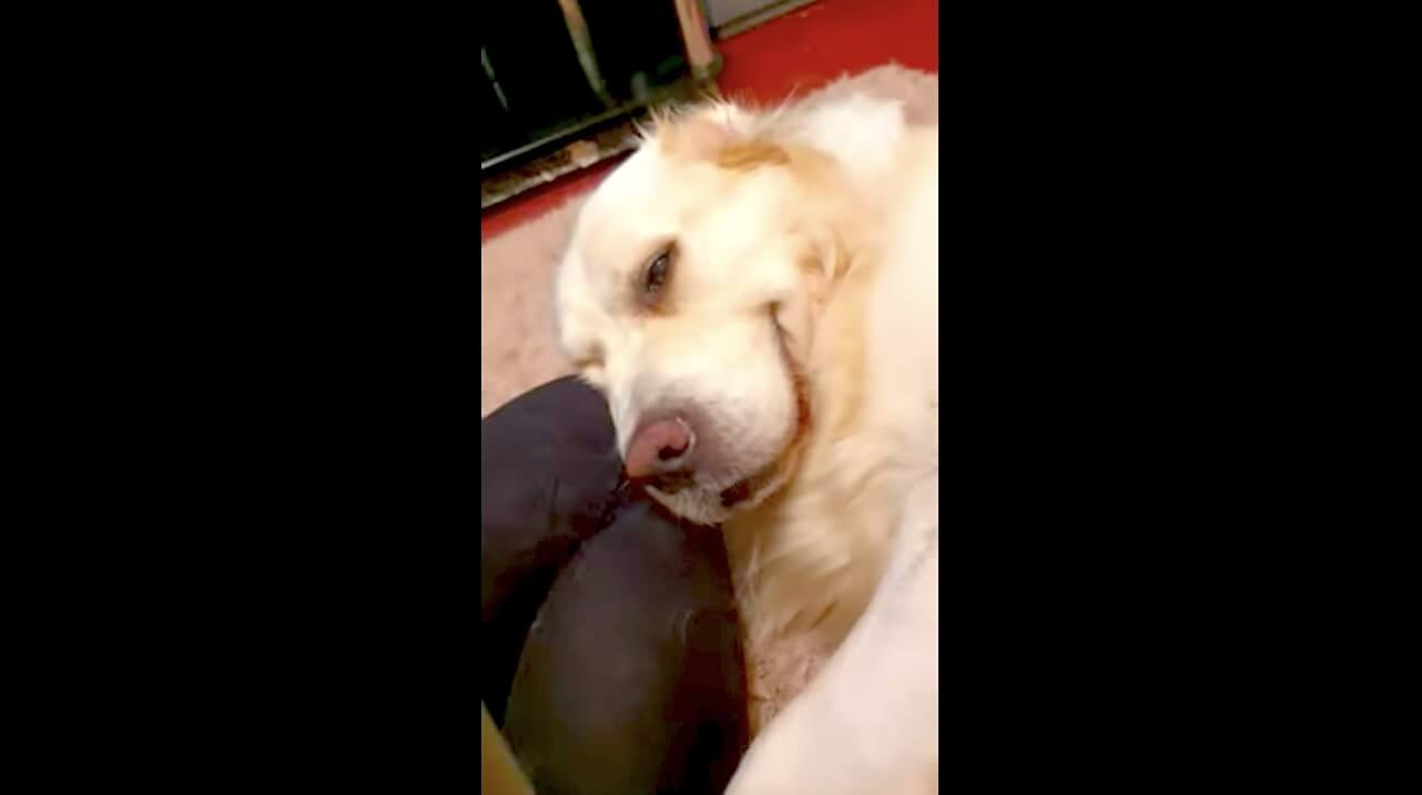 ゴールデンレトリーバー,動画