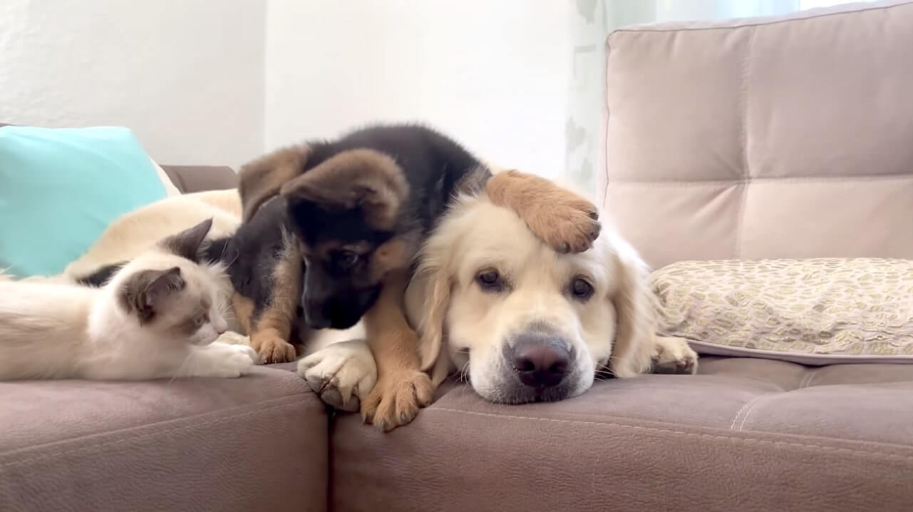 ゴールデンレトリーバー,動画