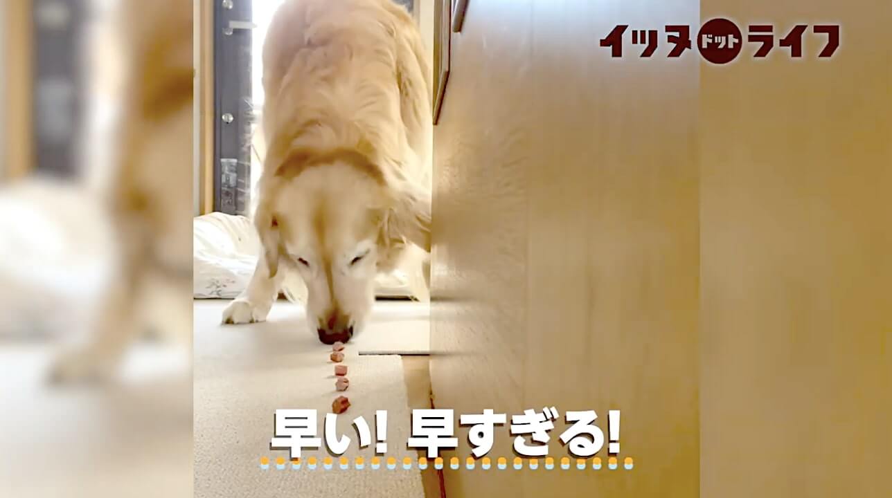 ゴールデン,動画,イッヌドットライフ