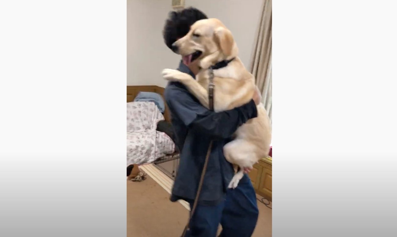 ラブラドールレトリーバー,動画