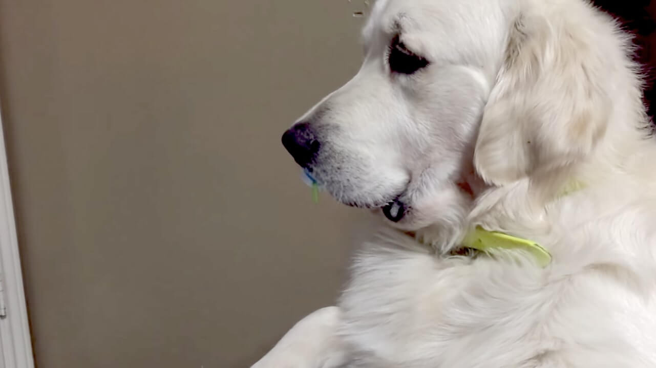 ゴールデンレトリーバー,動画