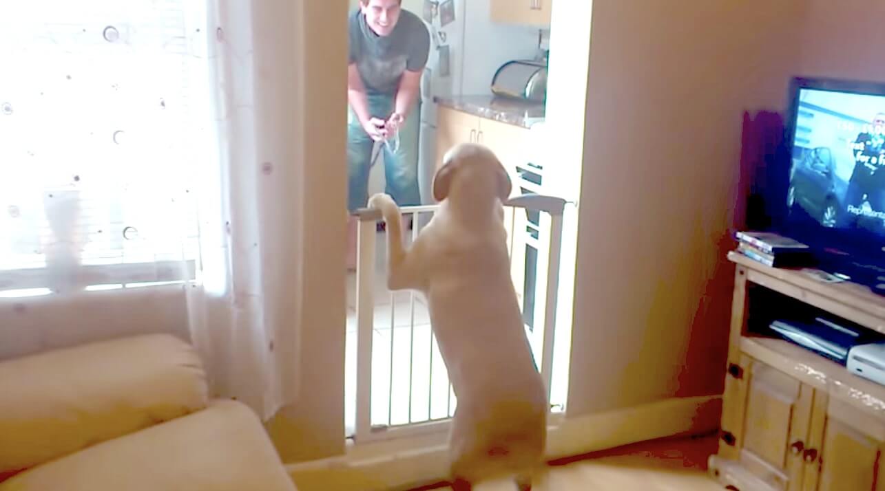 ラブラドールレトリーバー,動画