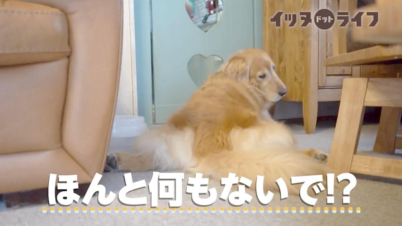 ゴールデン,動画,イッヌドットライフ