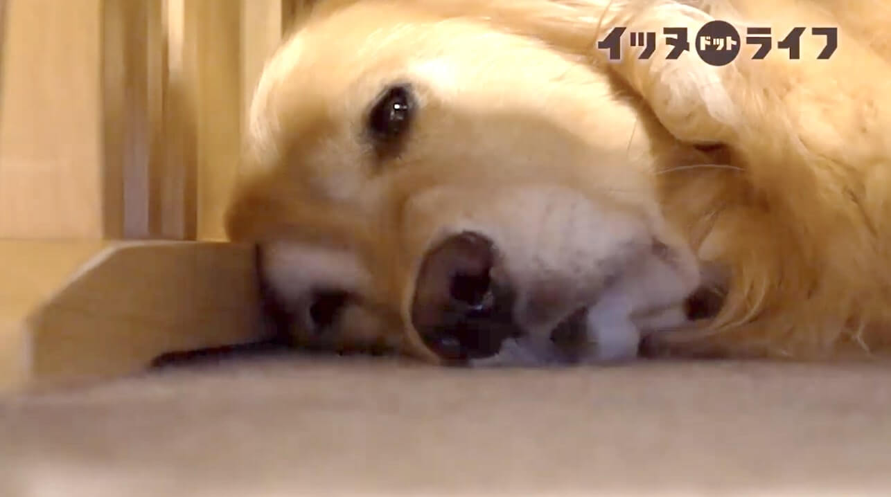 ゴールデン,動画,イッヌドットライフ