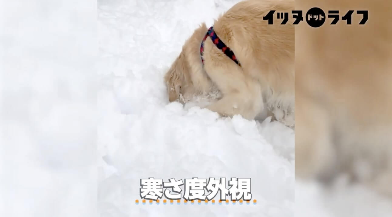 ゴールデン,動画,イッヌドットライフ