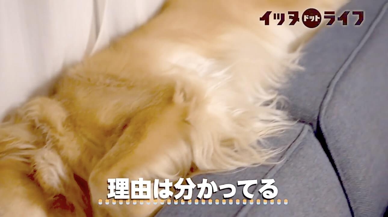 ゴールデン,動画,イッヌドットライフ