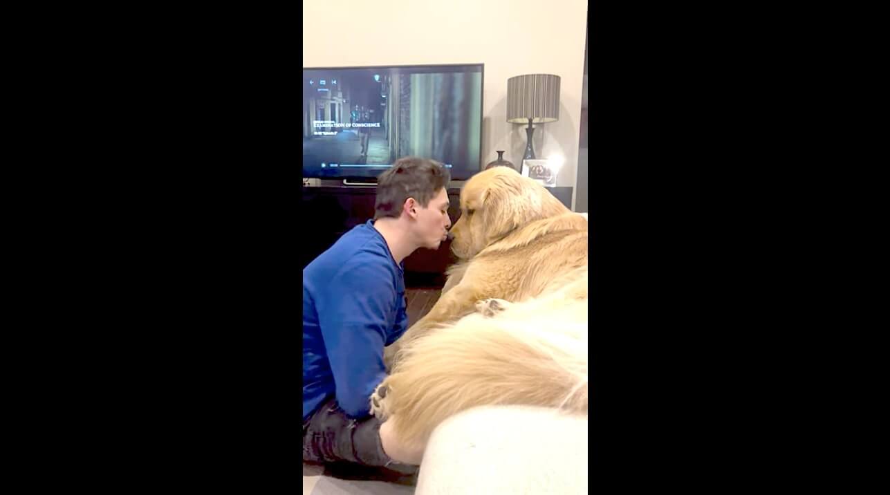 ゴールデンレトリーバー,動画