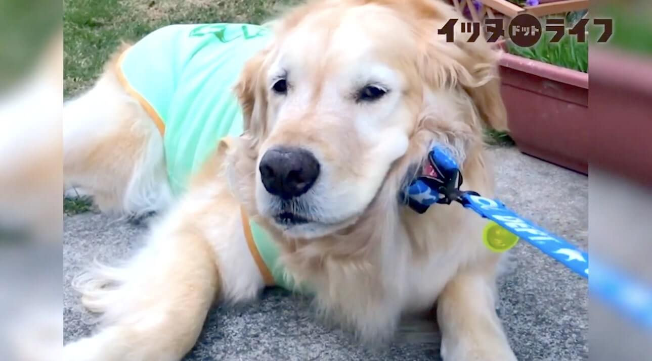 ゴールデン,動画,イッヌドットライフ