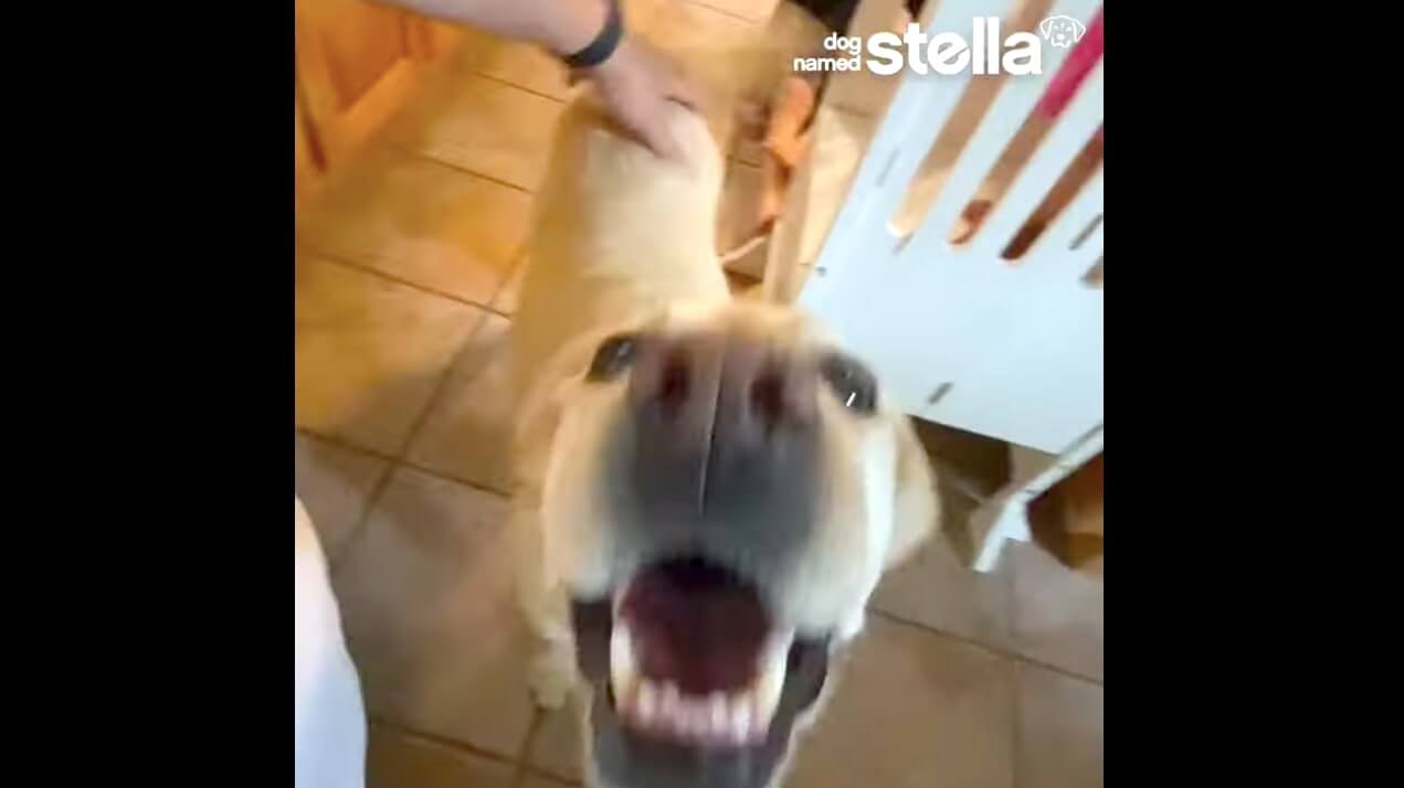 ラブラドールレトリーバー,動画