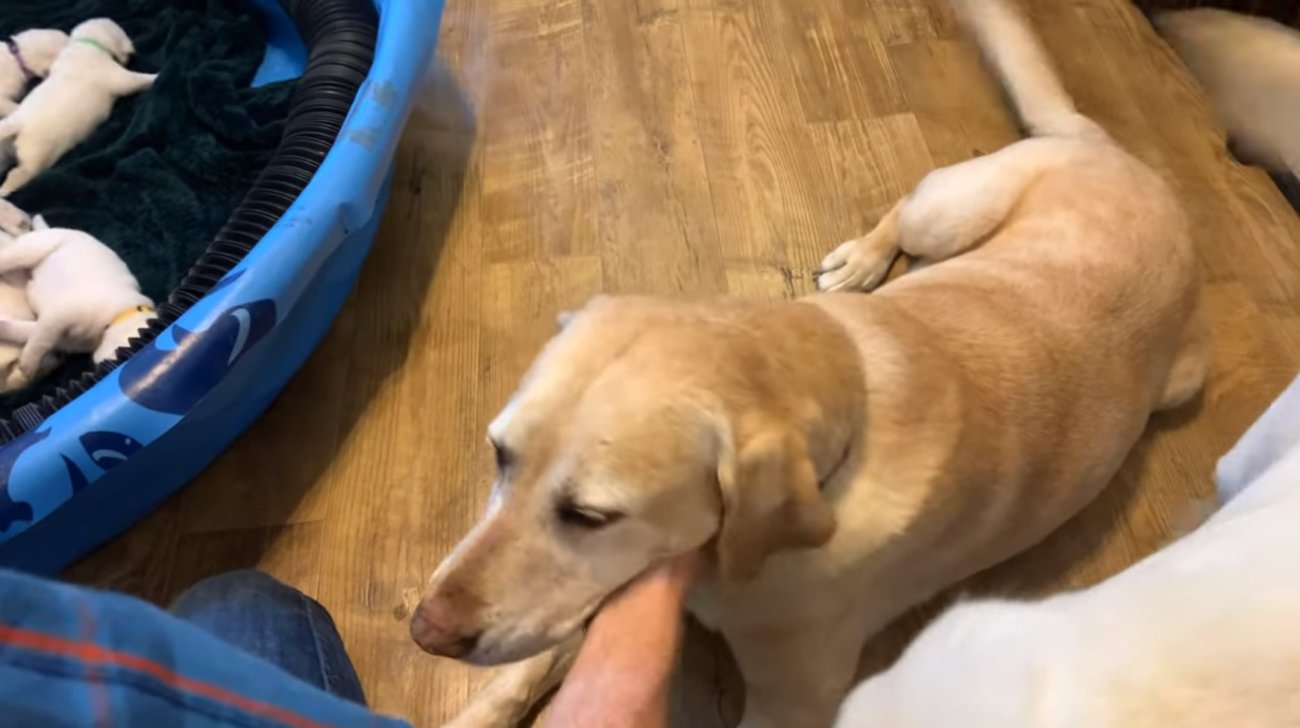 ラブラドールレトリーバー,動画