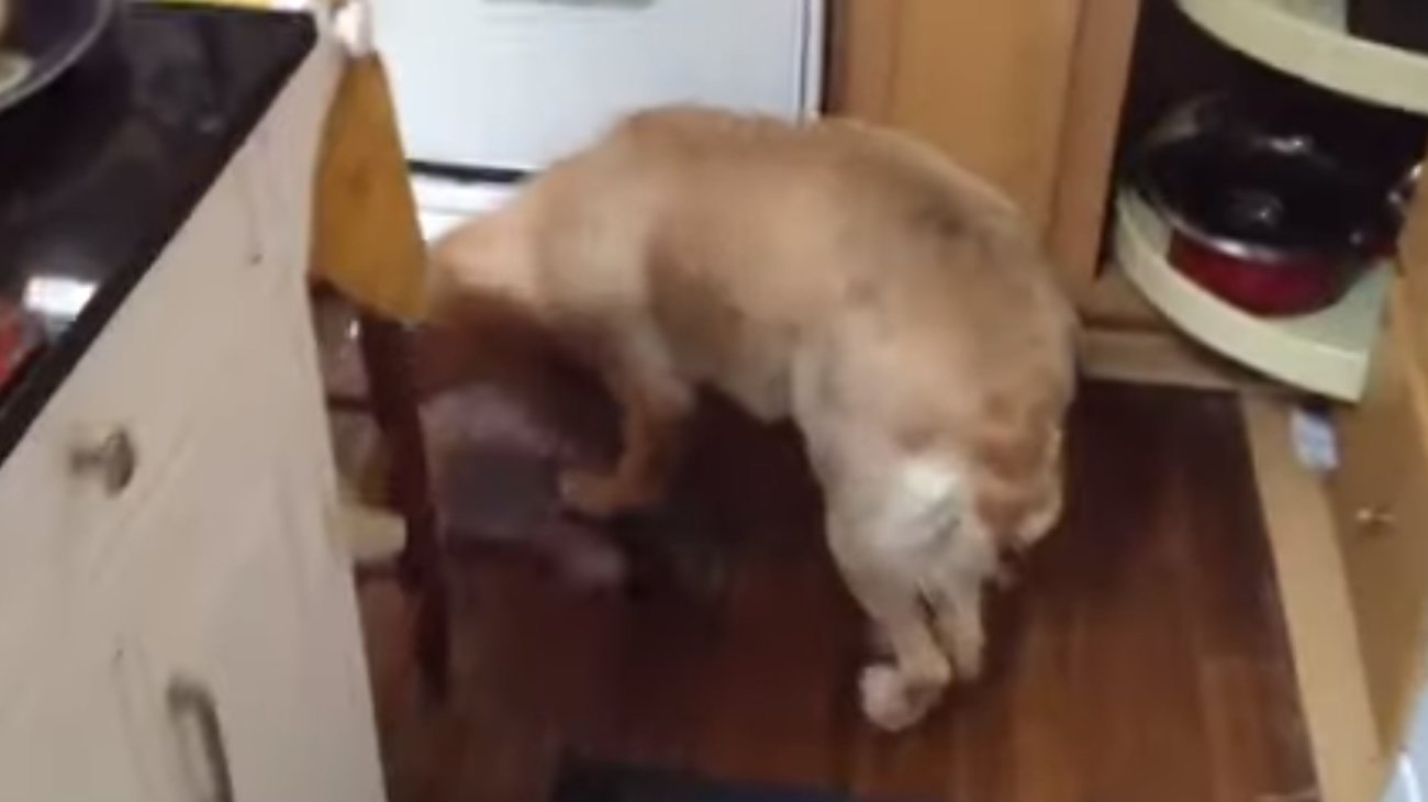 ゴールデンレトリーバー,動画