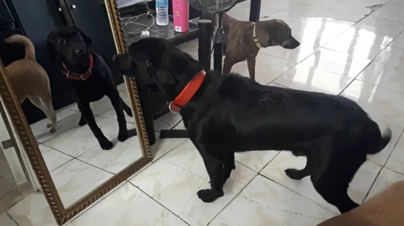 ラブラドールレトリーバー,動画