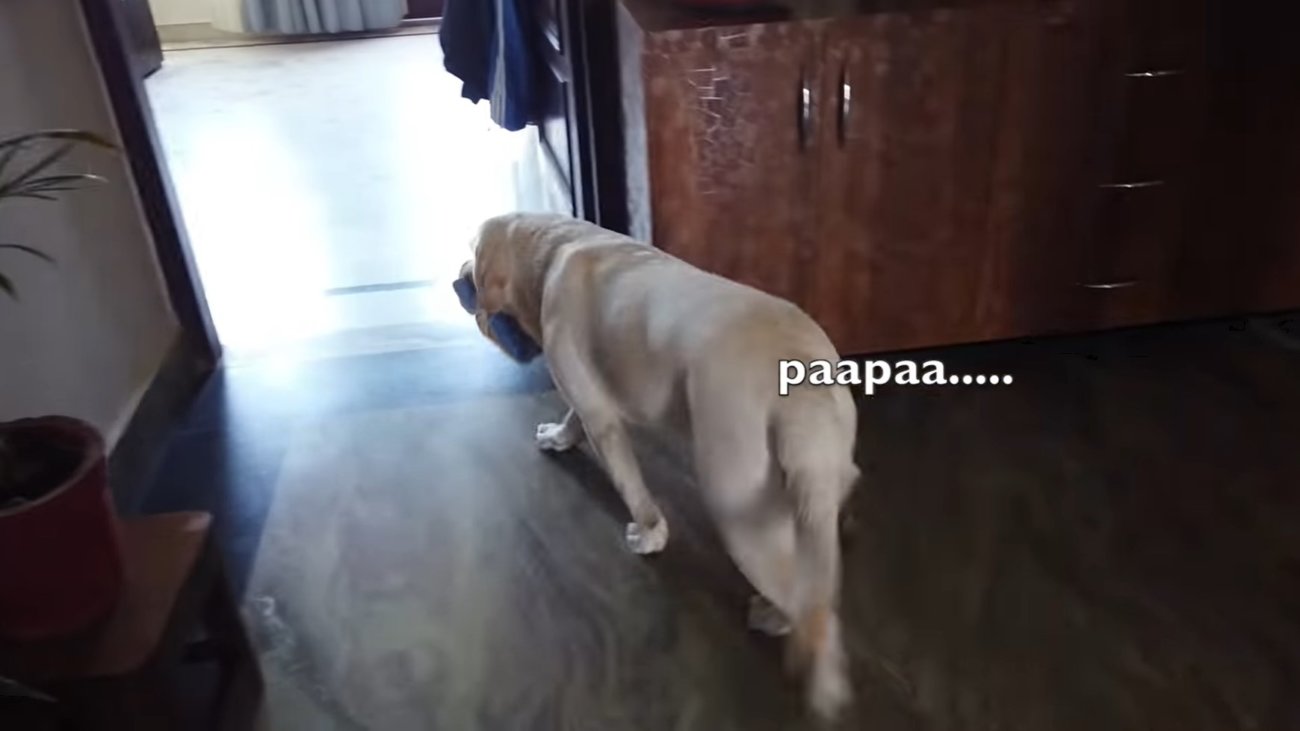 ラブラドールレトリーバー,動画