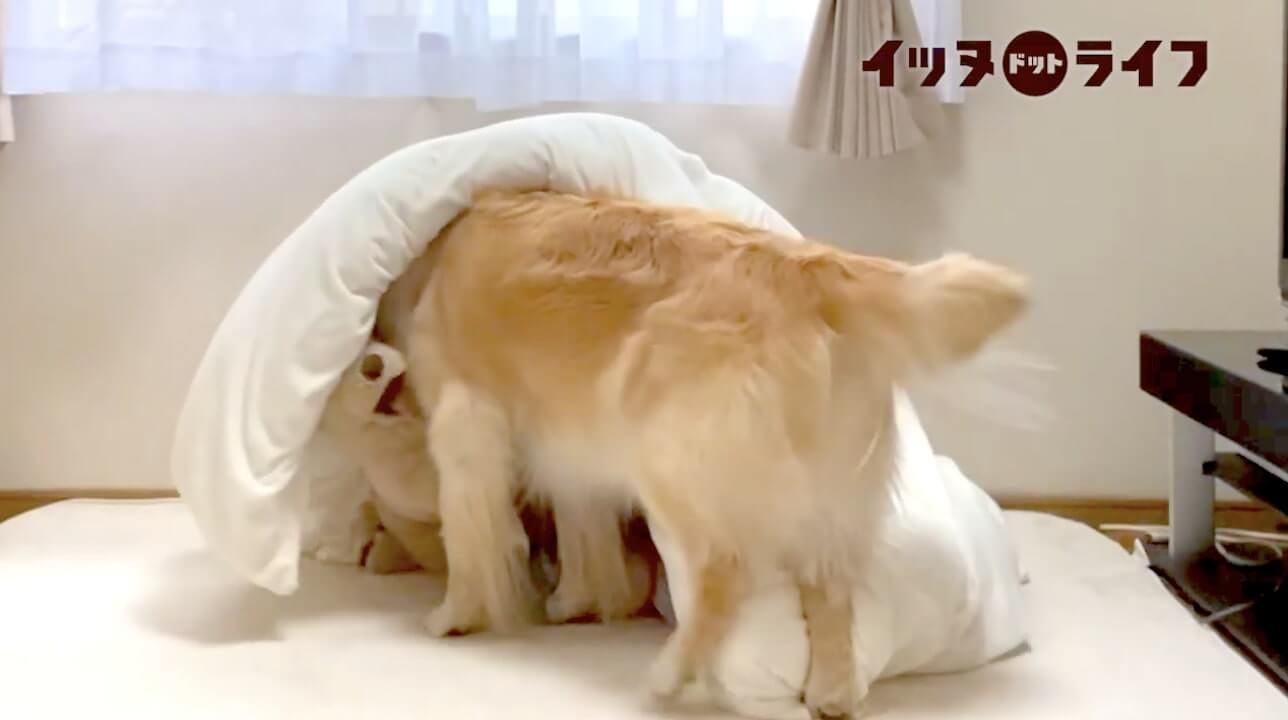 ゴールデン,動画,イッヌドットライフ