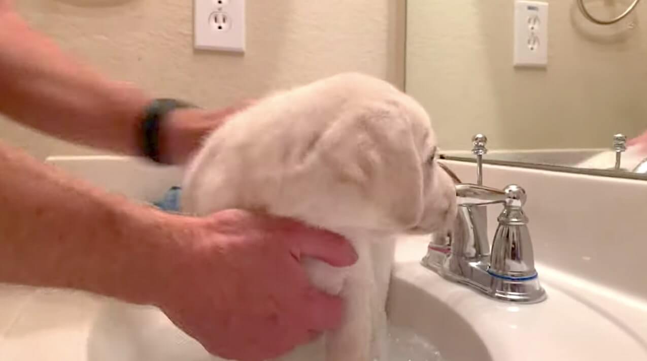 ラブラドールレトリーバー,動画