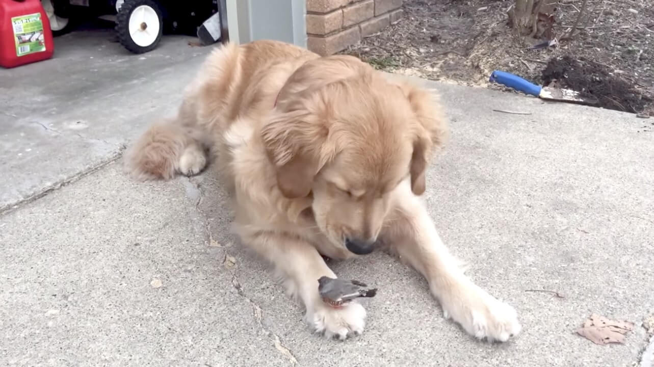 ゴールデンレトリーバー,動画